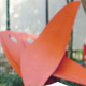 Flying Dragon